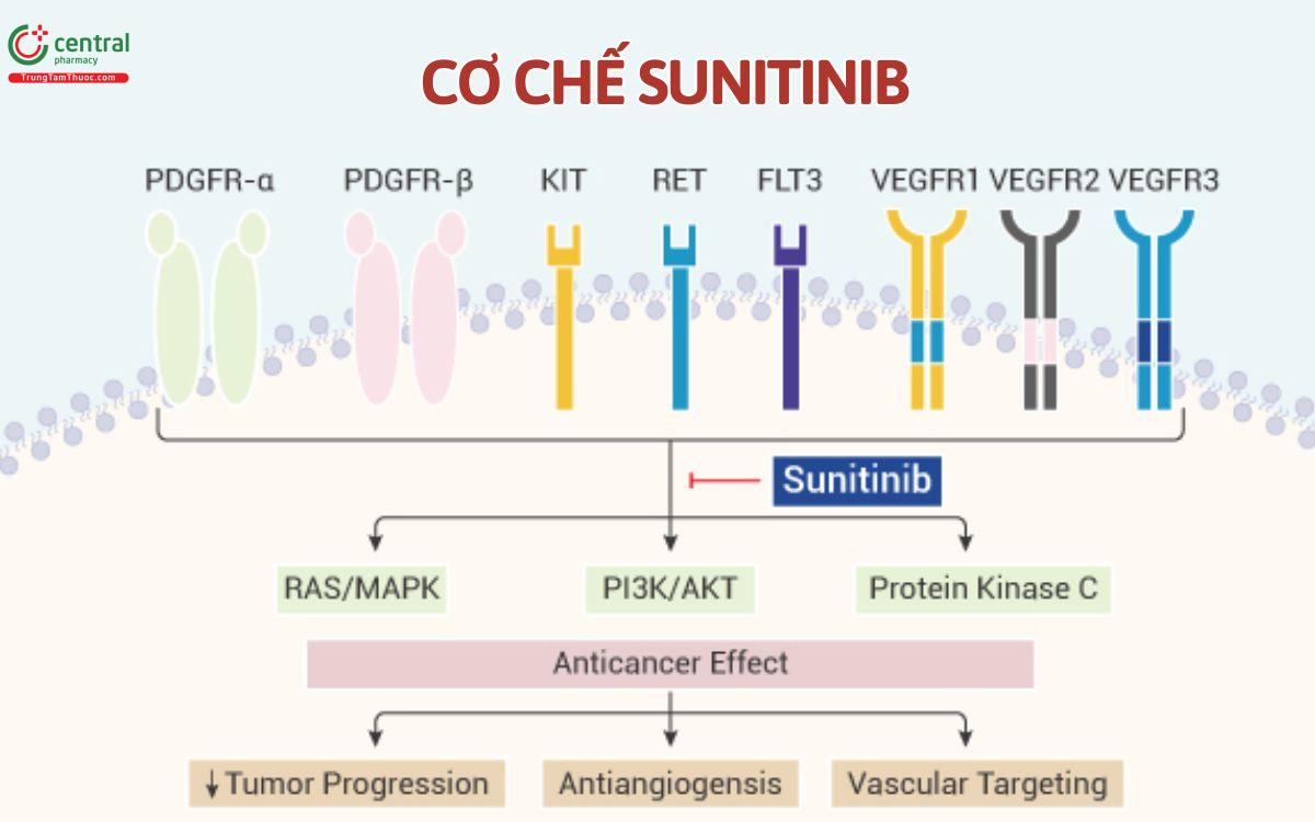 Cơ chế Sunitinib