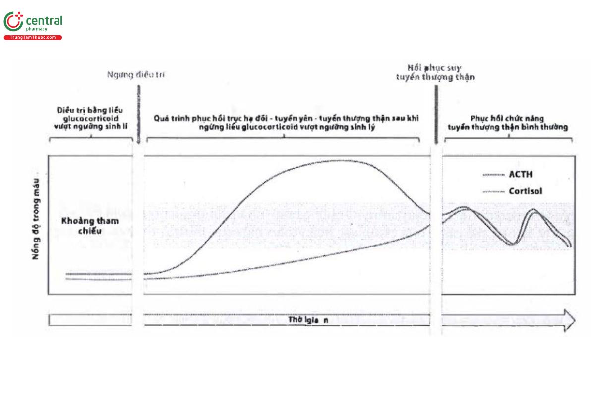 Sơ đồ biểu diễn quá trình phục hồi trục hạ đồi–tuyến yên–tuyến thượng thận sau khi ngừng liệu pháp glucocorticoid vượt ngưỡng sinh lý