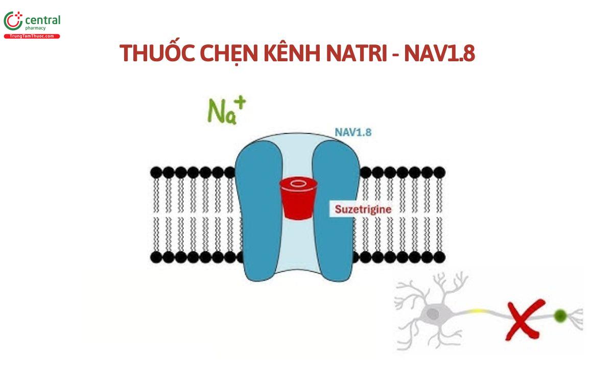 Cơ chế thuốc Suzetrigine