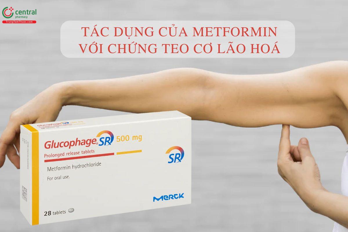  Metformin với Sarcopenia