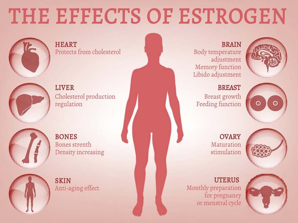 Tác dụng của hormon Estrogen