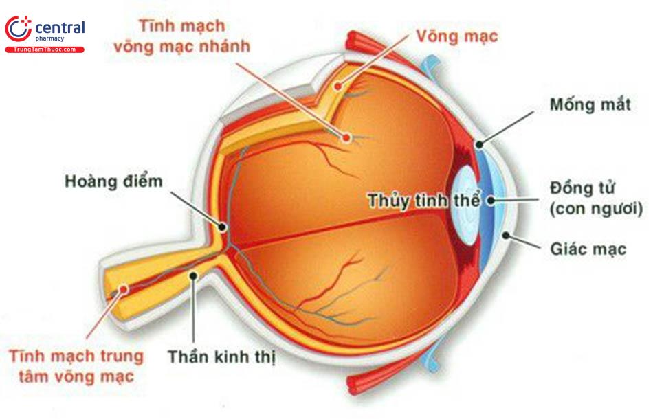 Hệ thống tĩnh mạch võng mạc