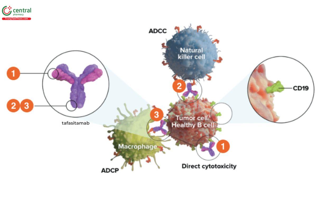 Cơ chế Tafasitamab