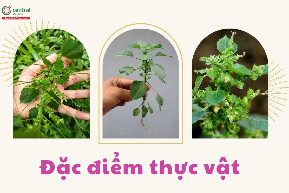 Đặc điểm thực vật