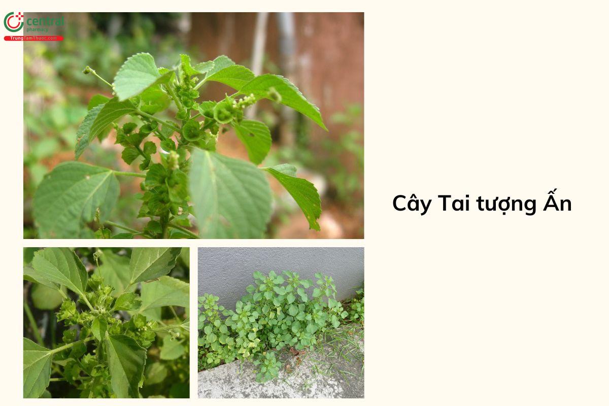 Cây Tai tượng Ấn