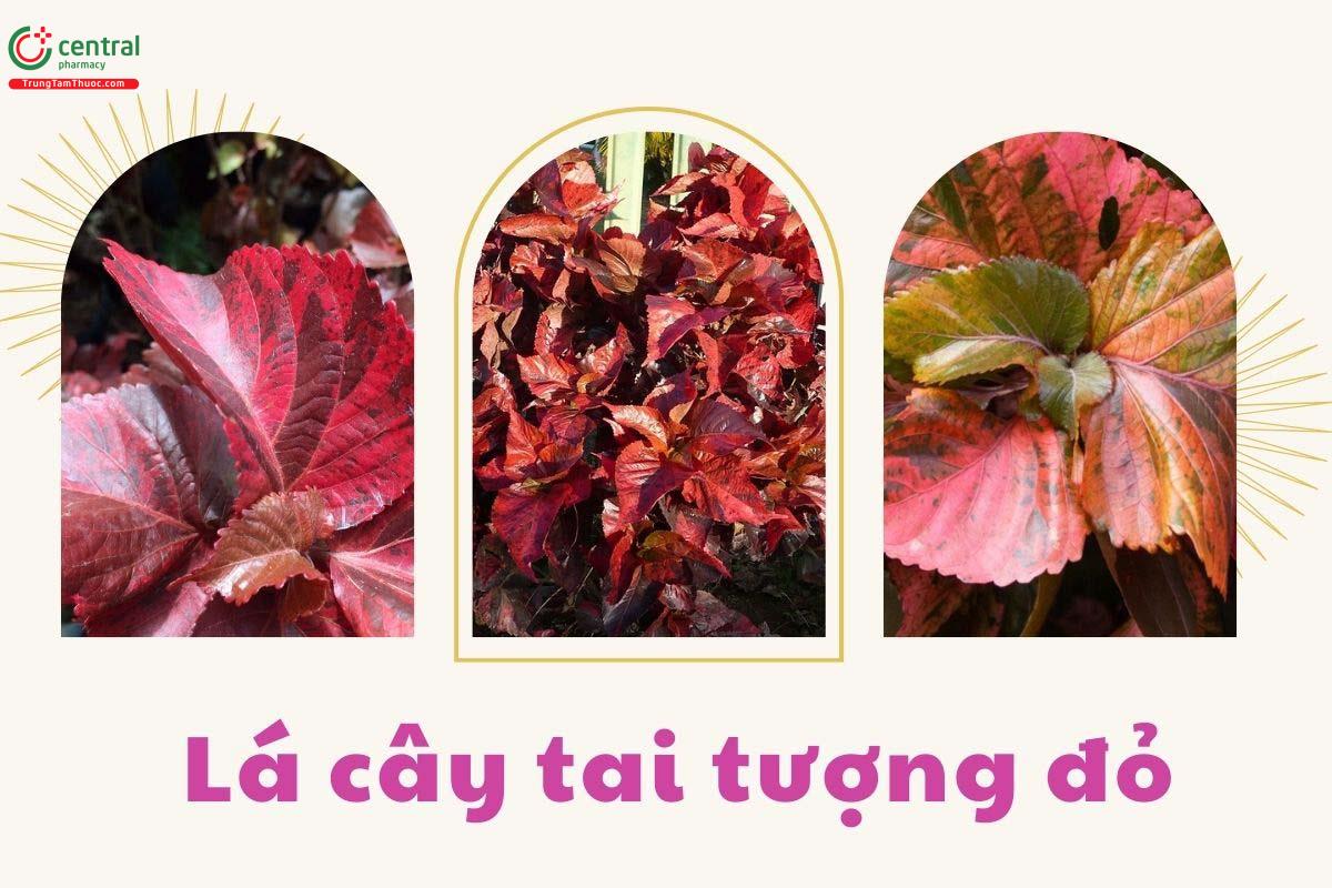 Cây Tai tượng đỏ