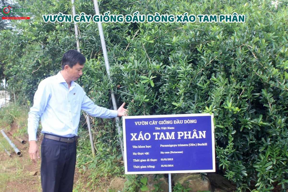 Vườn cây giống đầu dòng Xáo Tam Phân