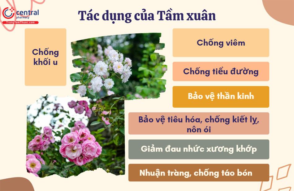 Tác dụng của Tầm xuân