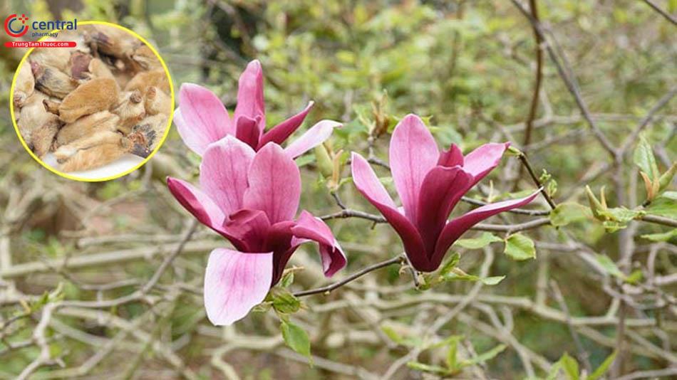 Hình 2: Flos Magnolia liliiflora