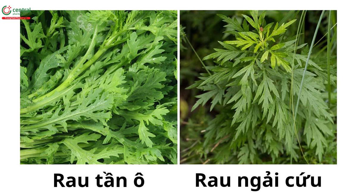 Rau tần ô có phải rau ngải cứu không?