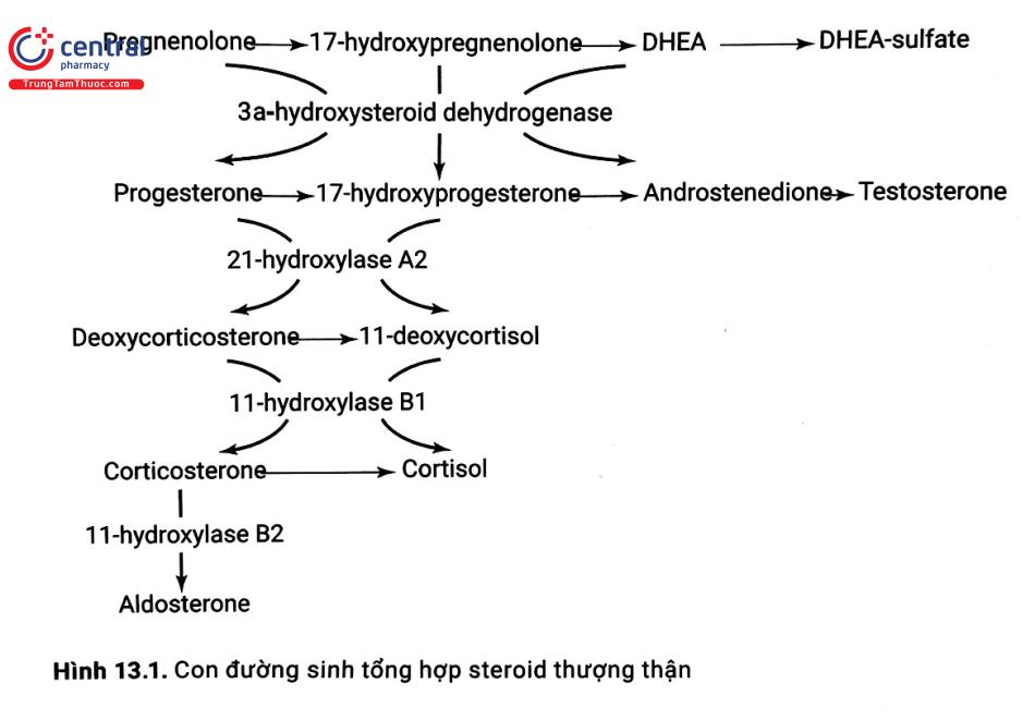  Hình 13.1. Con đường sinh tổng hợp steroid thượng thận 