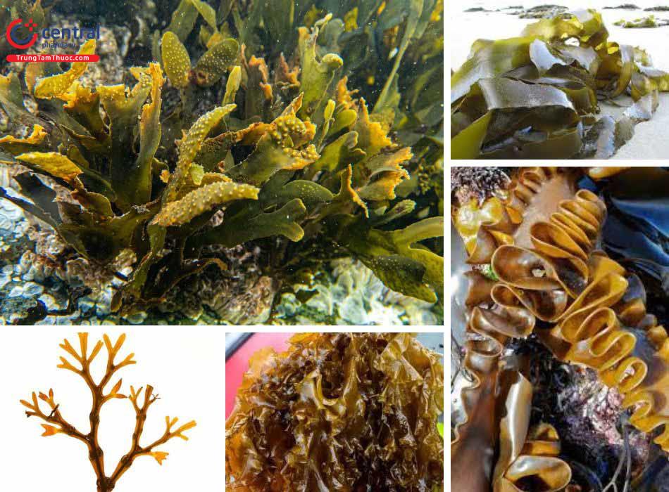 Ngành tảo nâu rất đa dạng