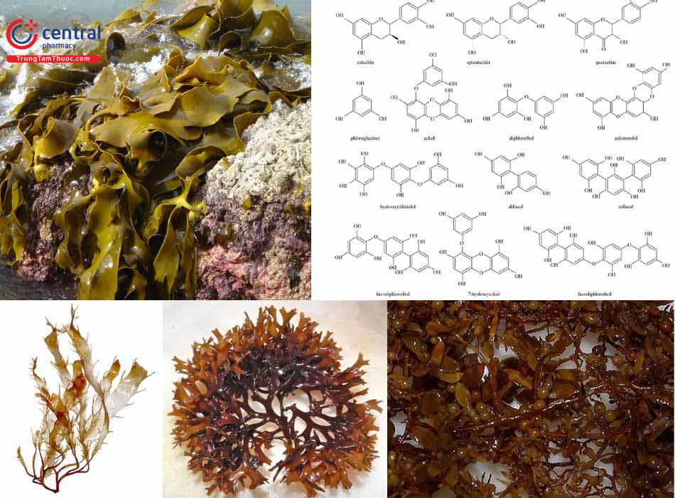 Các hợp chất Phenolic trong tảo nâu