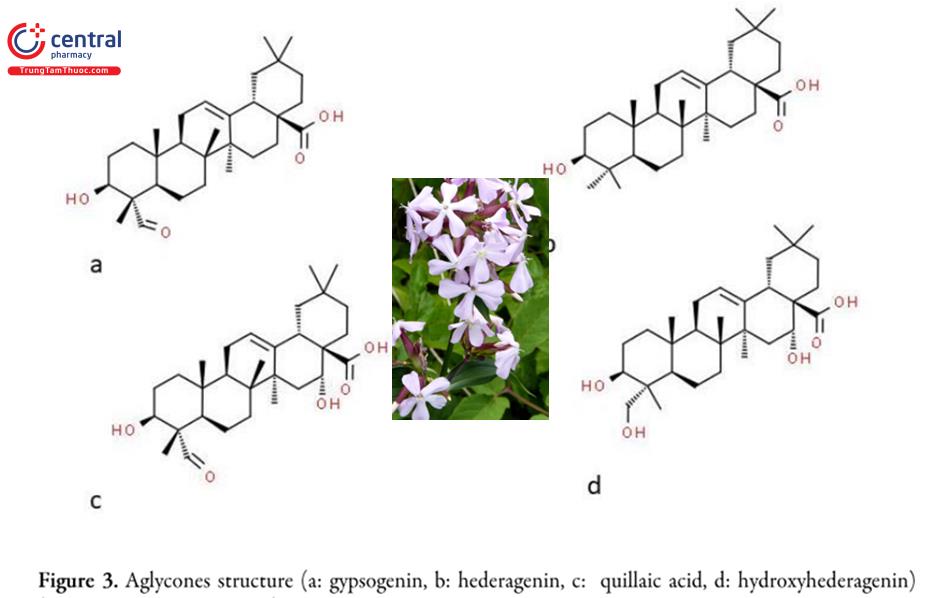 Cấu trúc các aglycon trong Tạo phì thảo