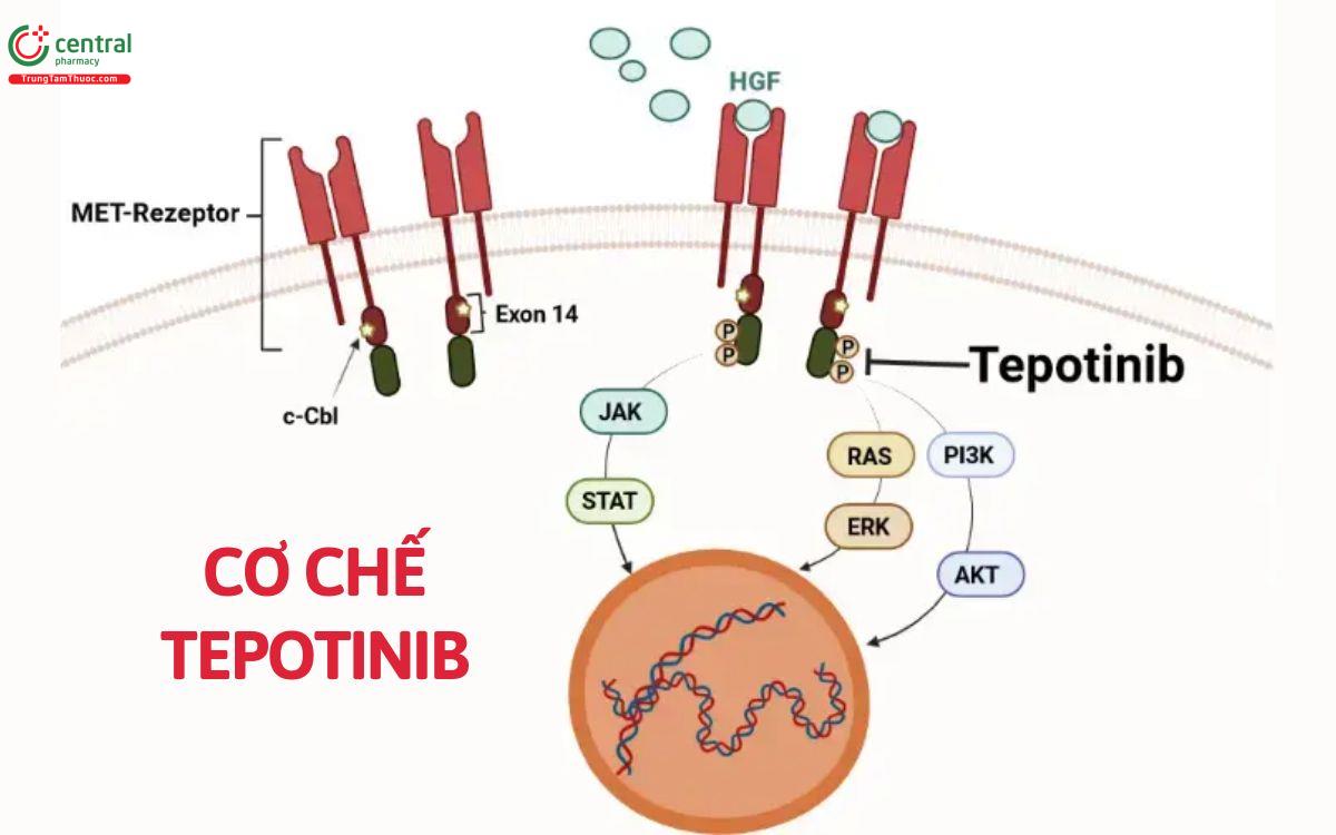 Cơ chế Tepotinib