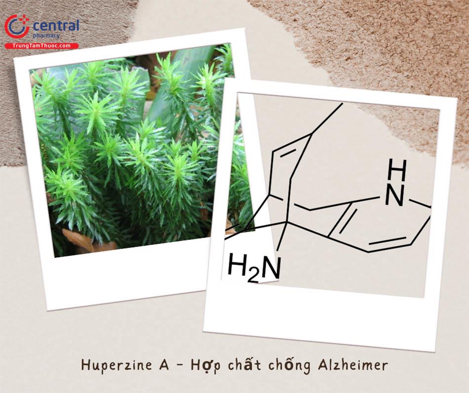 Huperzine A - Thành phần chính có tác dụng chống Alzheimer