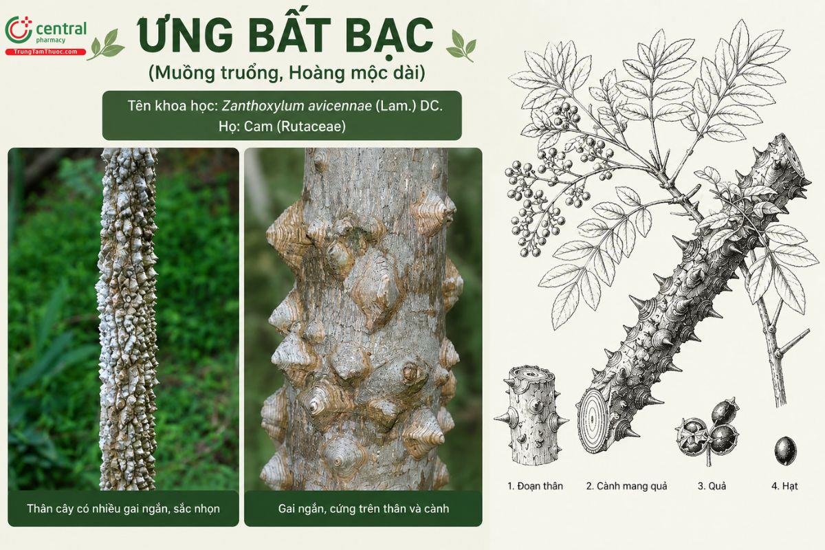 Thân cây Ưng Bất bạc
