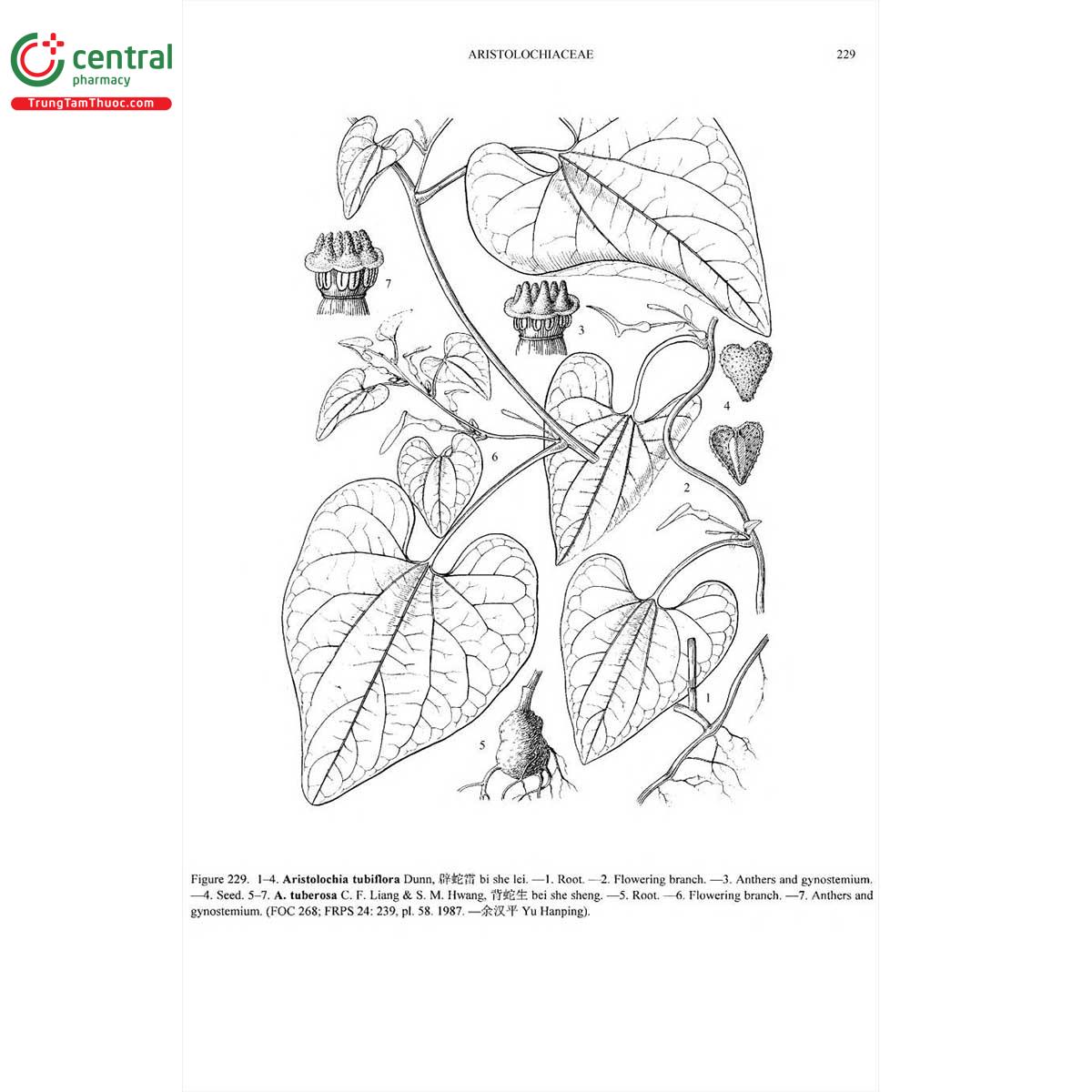 Thanh mộc hương là loài cây quý hiếm