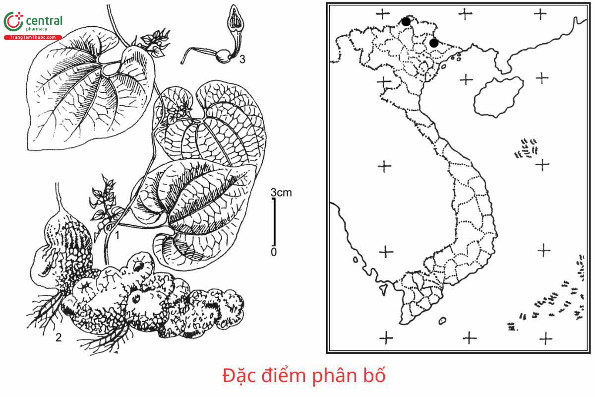 Đặc điểm phân bố