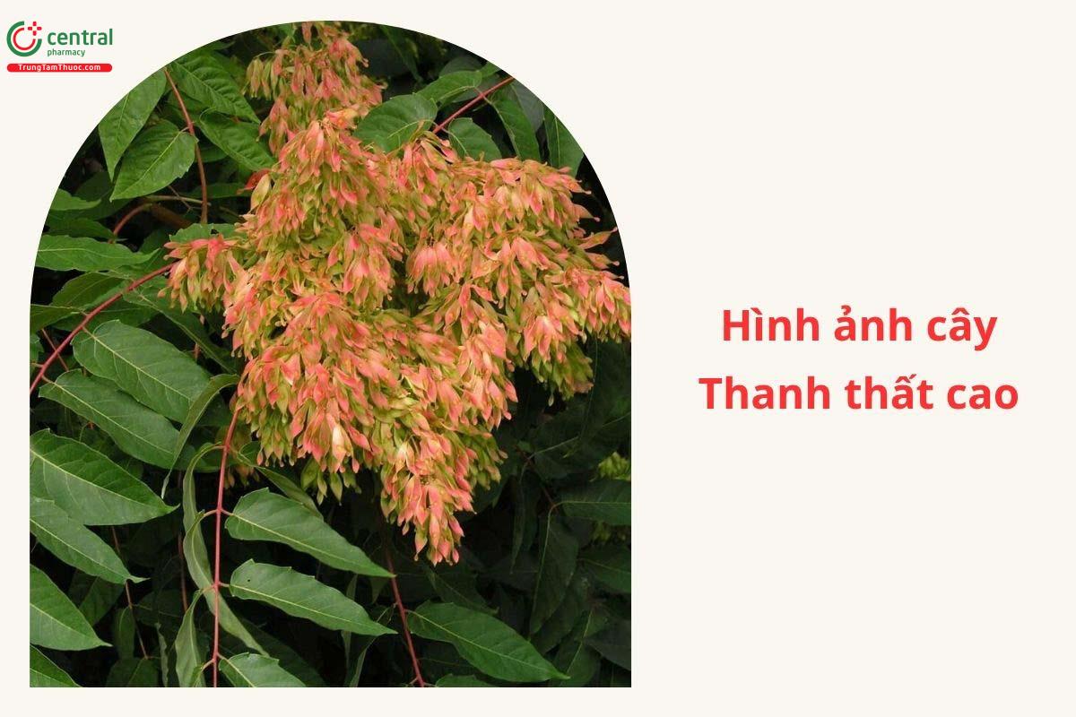 Đặc điểm phân bố