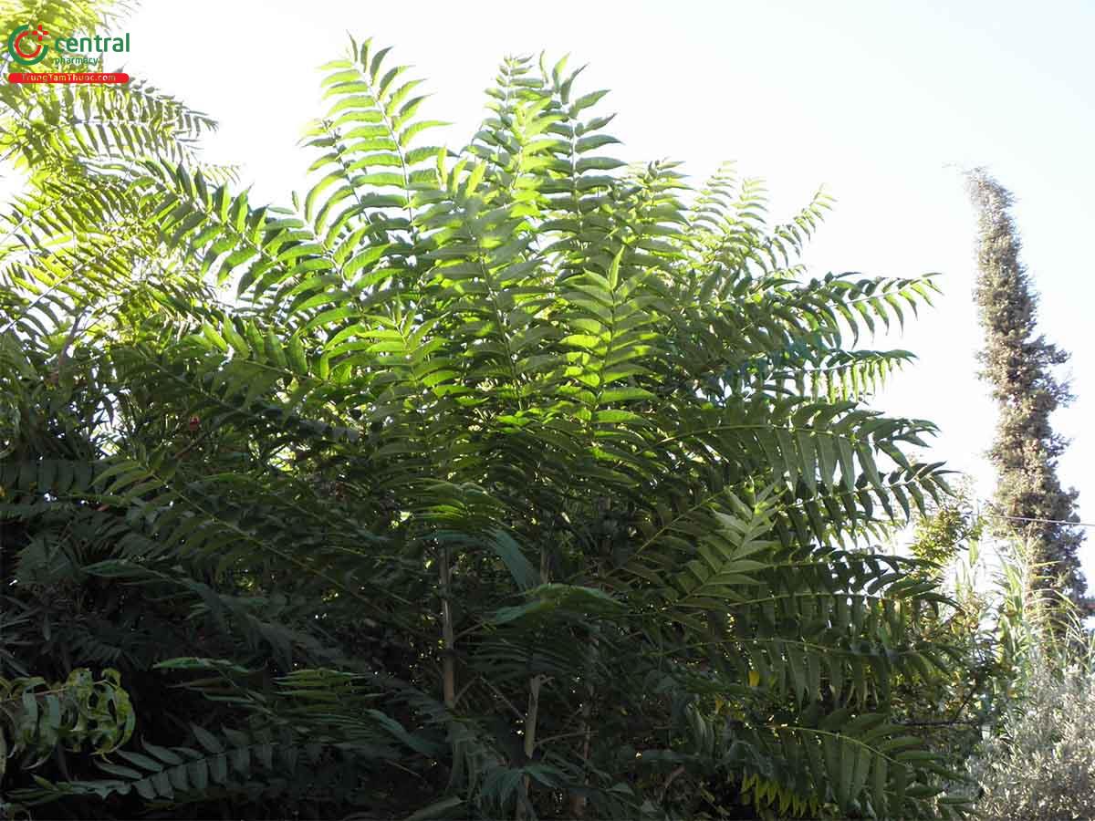 Thành phần hóa học