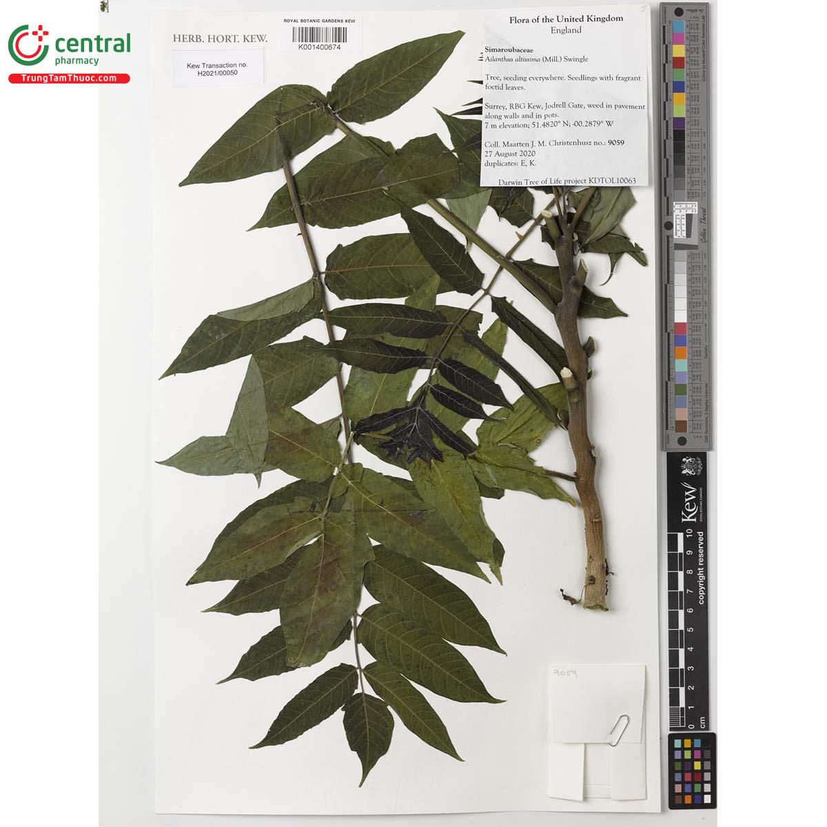 Tác dụng của cây Thanh thất cao