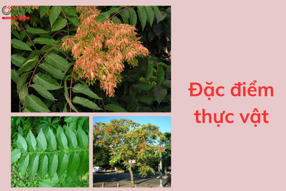 Đặc điểm thực vật