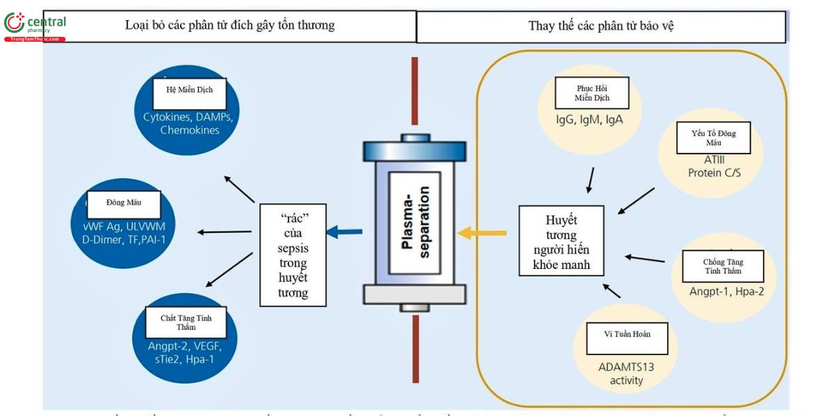Hình.1 đích điều trị tiềm năng của thay huyết tương trong sốc nhiễm khuẩn (điều chỉnh từ [28]). DAMPs các phân tử liên quan với tổn thương, vWF yếu tố von Willebrand, ULVWM Đại phân tử von Willebrand đa chuỗi, TF yếu tố mô, PAI ức chế hoạt hóa plasminogen, Angpt angiopoietin, VEGF yếu tố phát triển nội mô mạch máu, Hpa heparanase, Ig immunoglobulin, ATIII antithrombin III, ADAMTS13 1 disintegrin và metalloproteinase với 1 thrombospondin type 1 motif, member 13