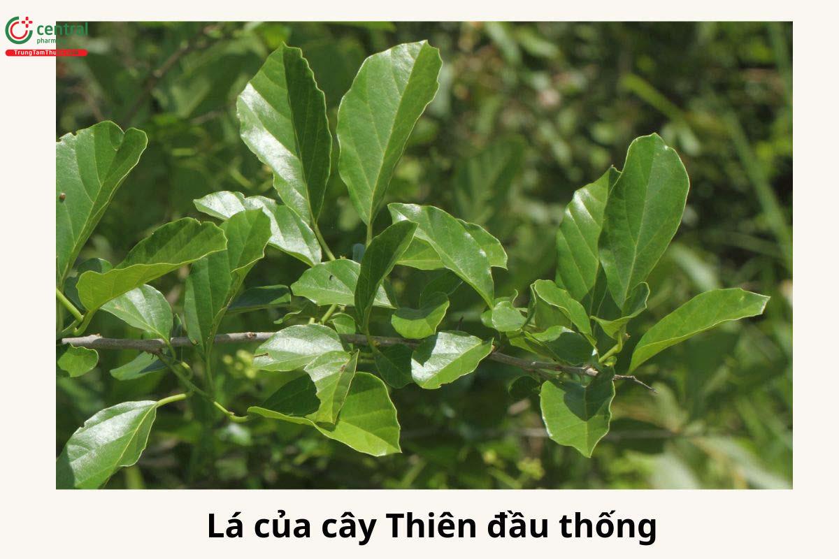 Lá của cây Thiên đầu thống