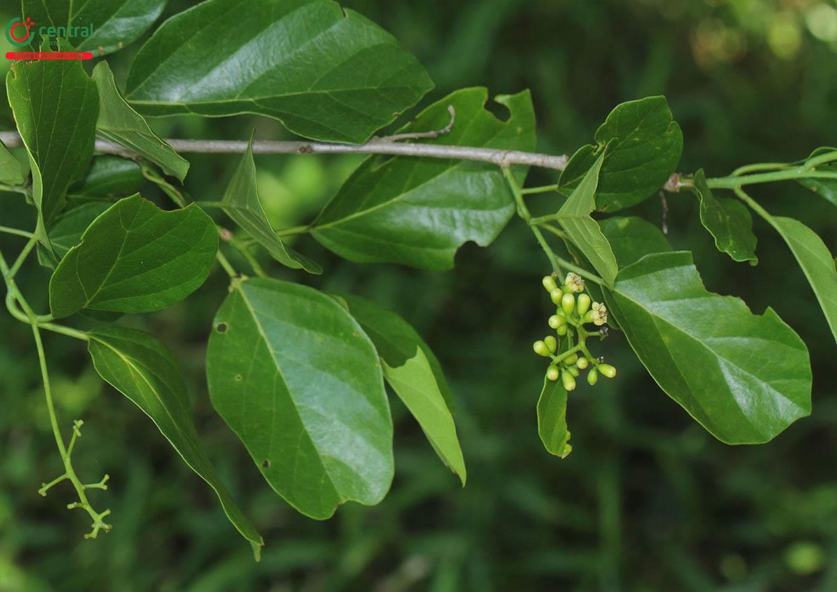 Toàn cây Thiên đầu thống