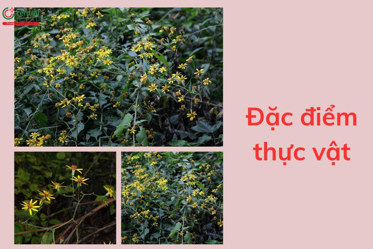 Đặc điểm thực vật