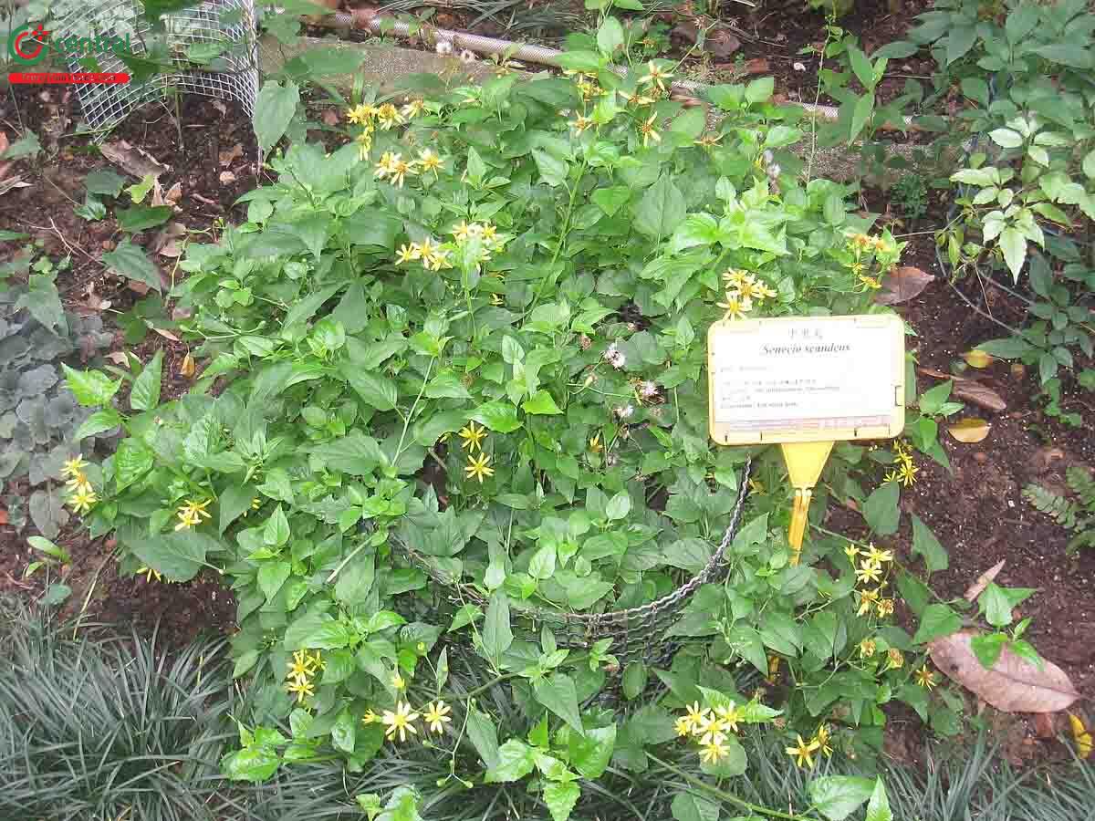 Tác dụng của cây Thiên lý quang