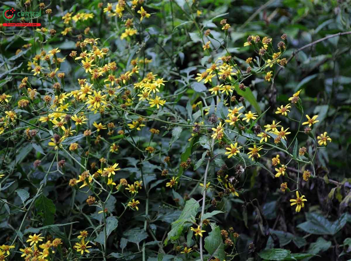 Công dụng của cây Thiên lý quang