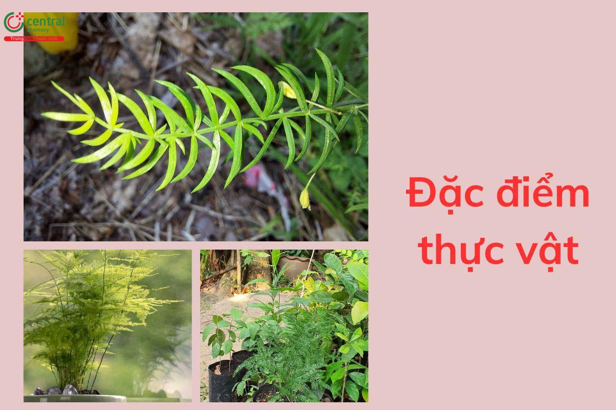 Đặc điểm thực vật