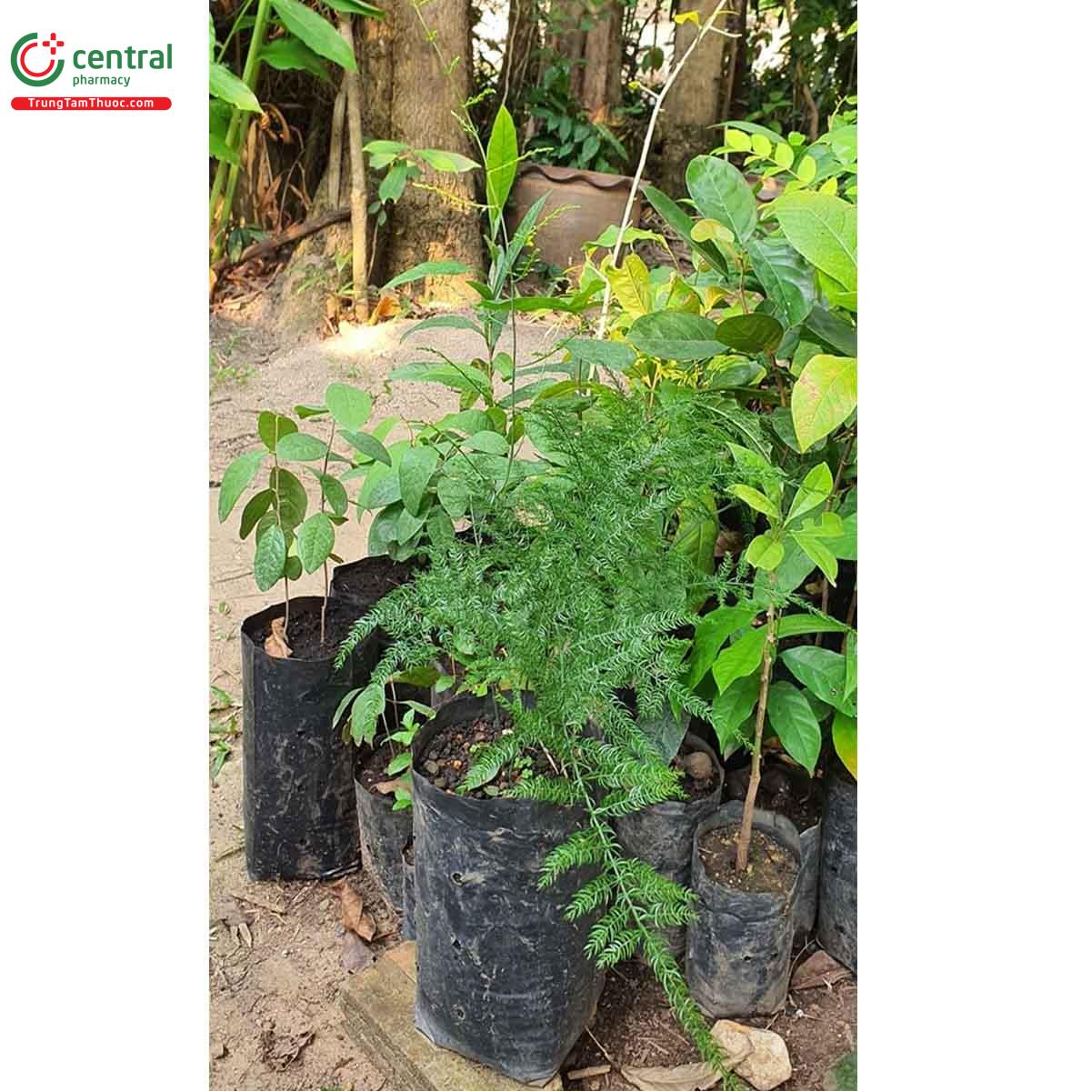 Đặc điểm phân bố
