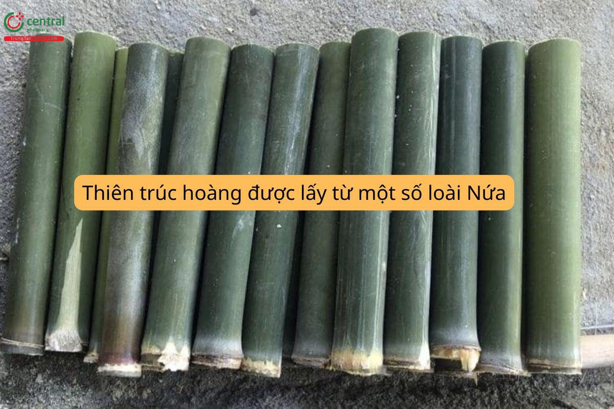 Thiên trúc hoàng được lấy từ một số loài thuộc họ Nứa