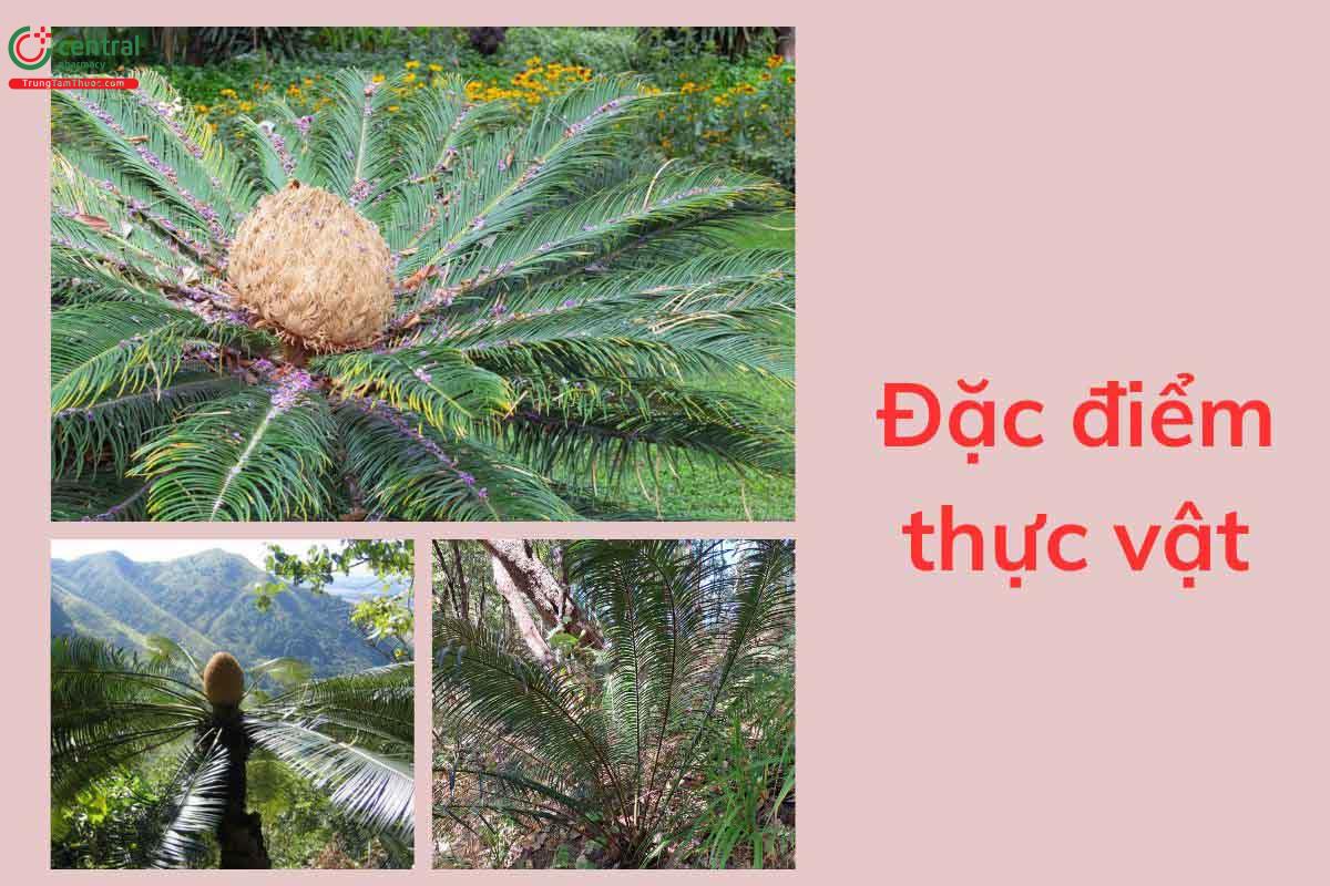 Đặc điểm thực vật