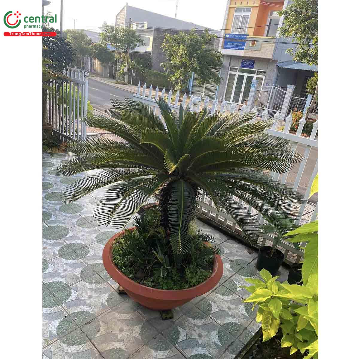 Đặc điểm phân bố