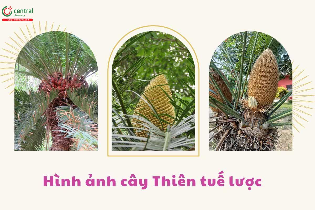 Công dụng theo Y học cổ truyền