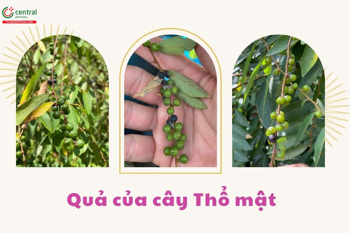 Quả của cây Thổ mật