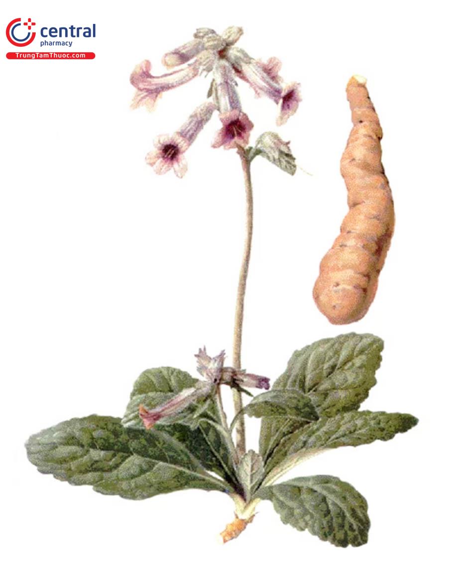 HÌnh 2: Đặc điểm thực vật của Rehmannia glutinosa