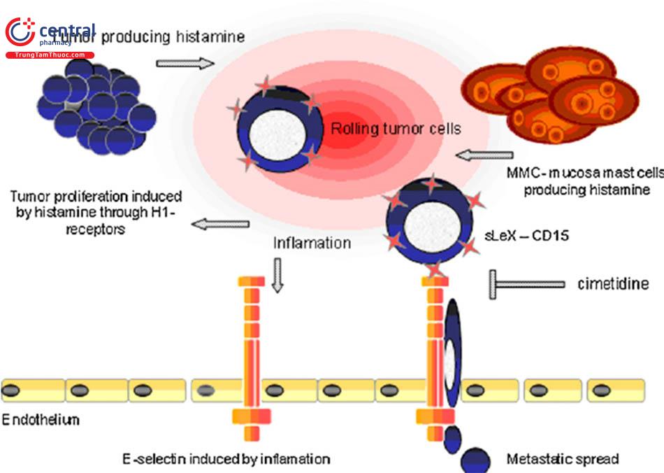 Hình 2: Cơ chế hoạt động của cimetidine