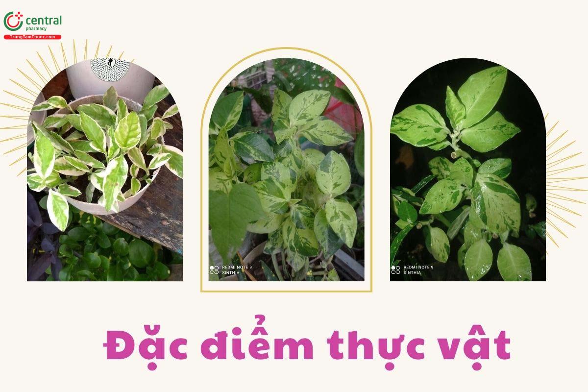 Đặc điểm thực vật