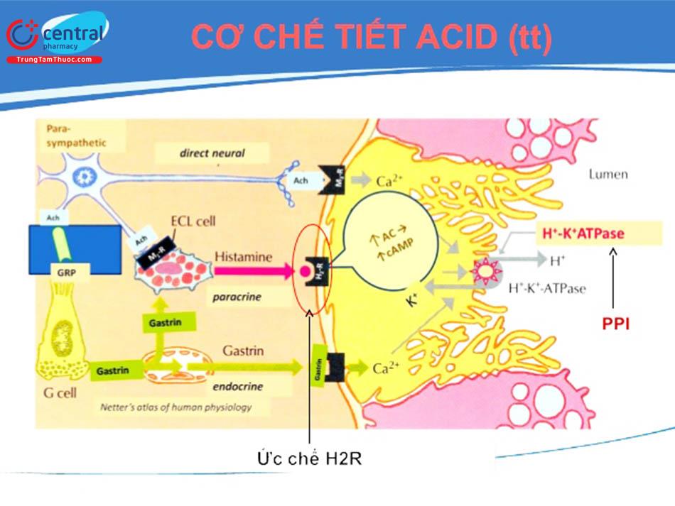 Hình 2: Cơ chế tiết acid dạ dày