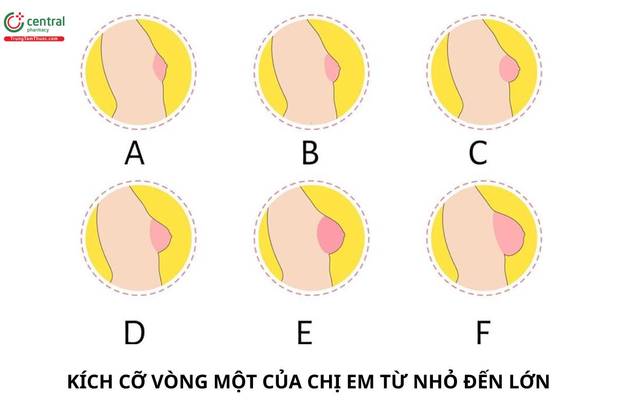 6 cỡ ngực của chị em