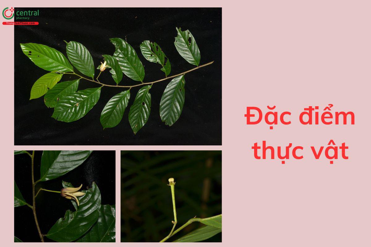 Đặc điểm thực vật