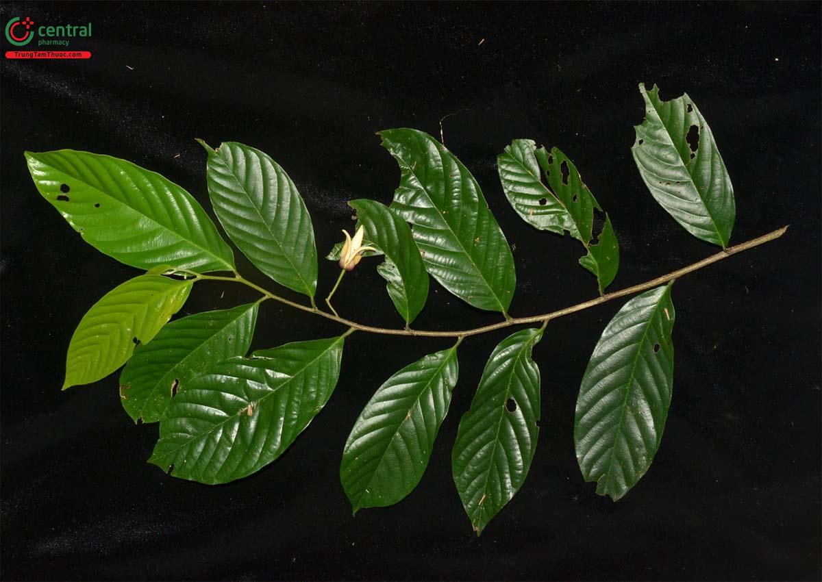 Đặc điểm phân bố