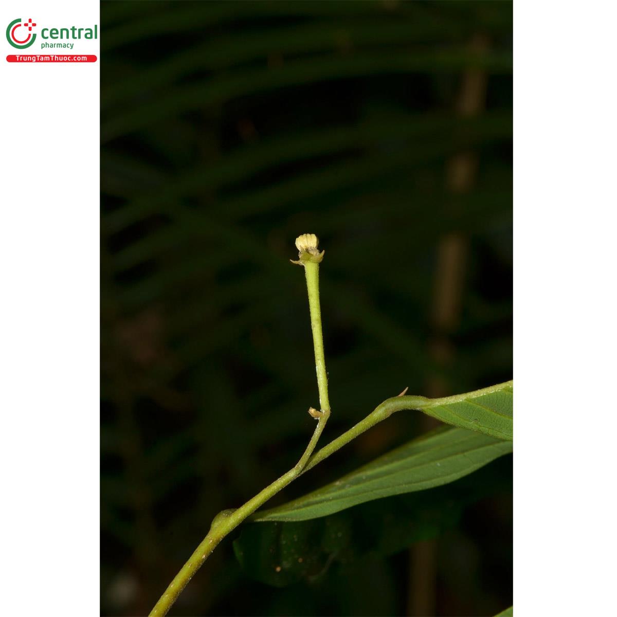 Tác dụng của cây Thuốc thượng