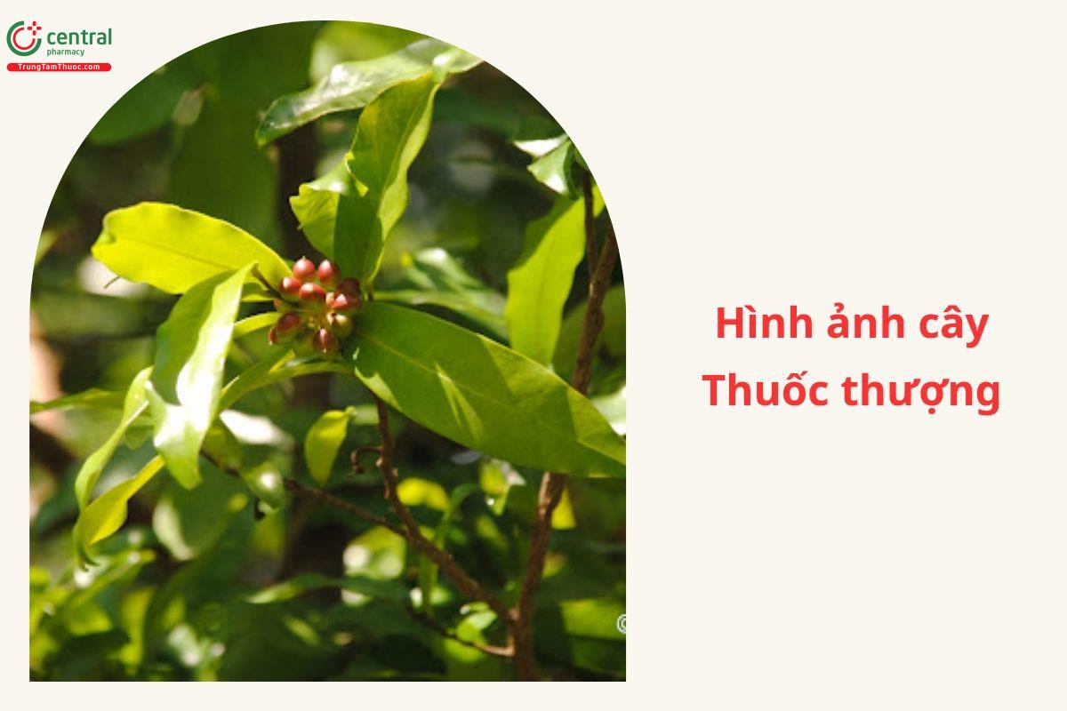 Công dụng theo Y học cổ truyền