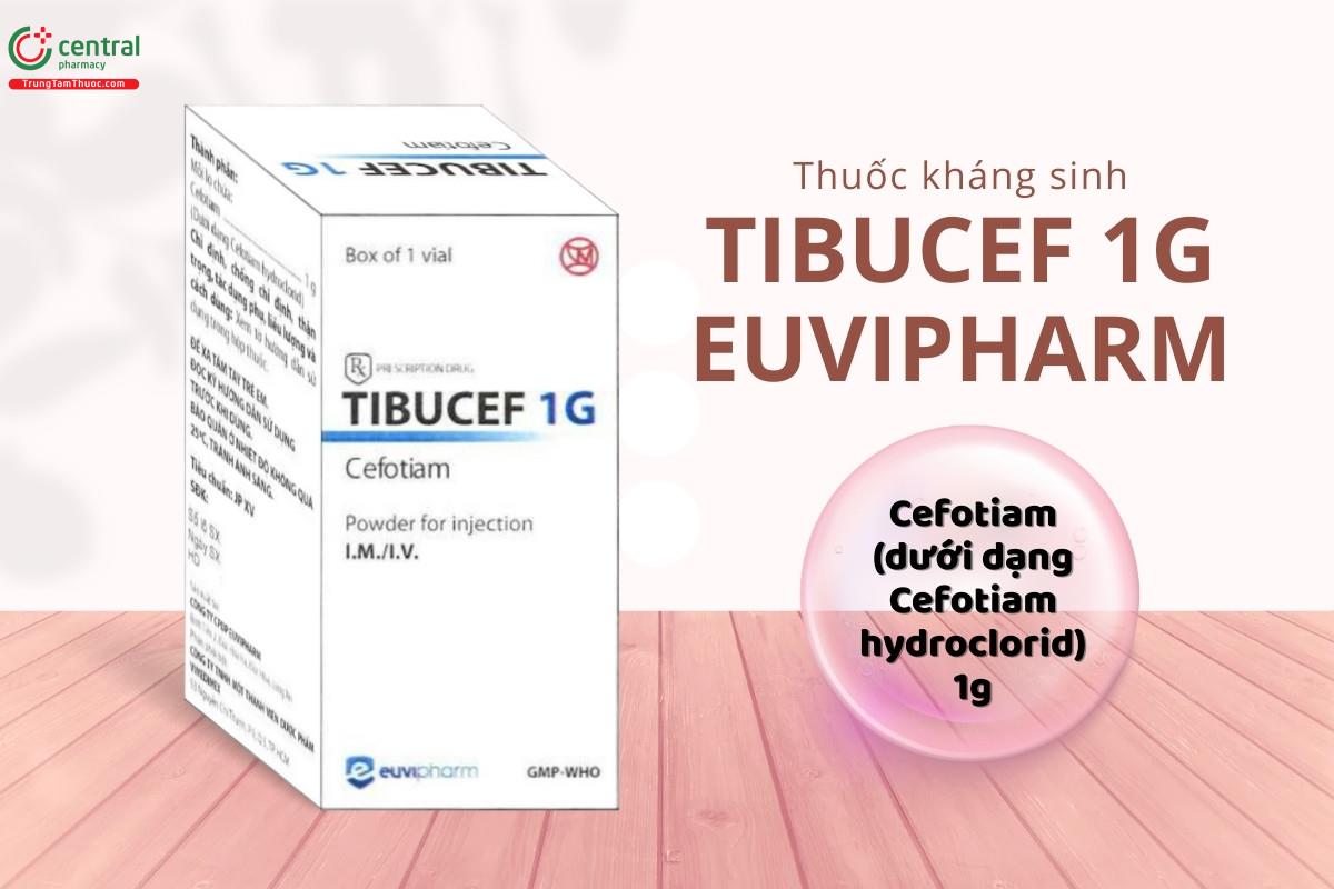 Thành phần chính của thuốc Tibucef 1g Euvipharm